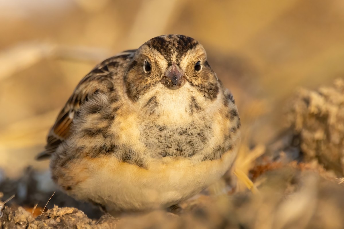 Lapland Longspur - ML646766837