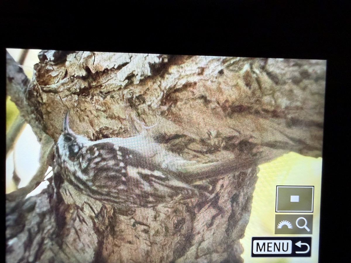 Gerri-txori amerikarra - ML646766840