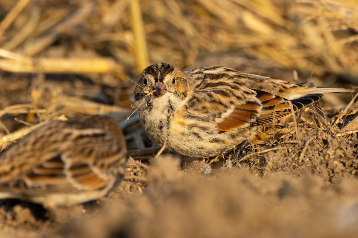 Lapland Longspur - ML646766841
