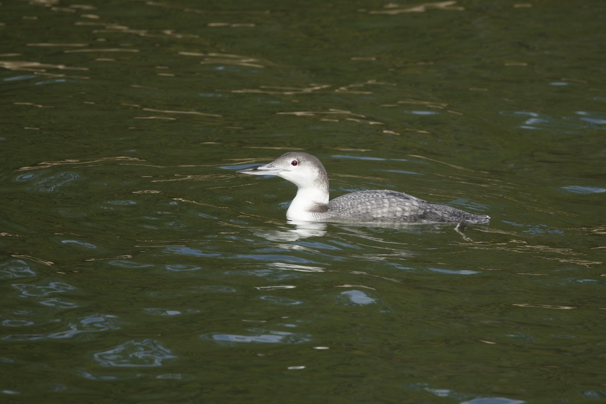 Common Loon - ML646766843