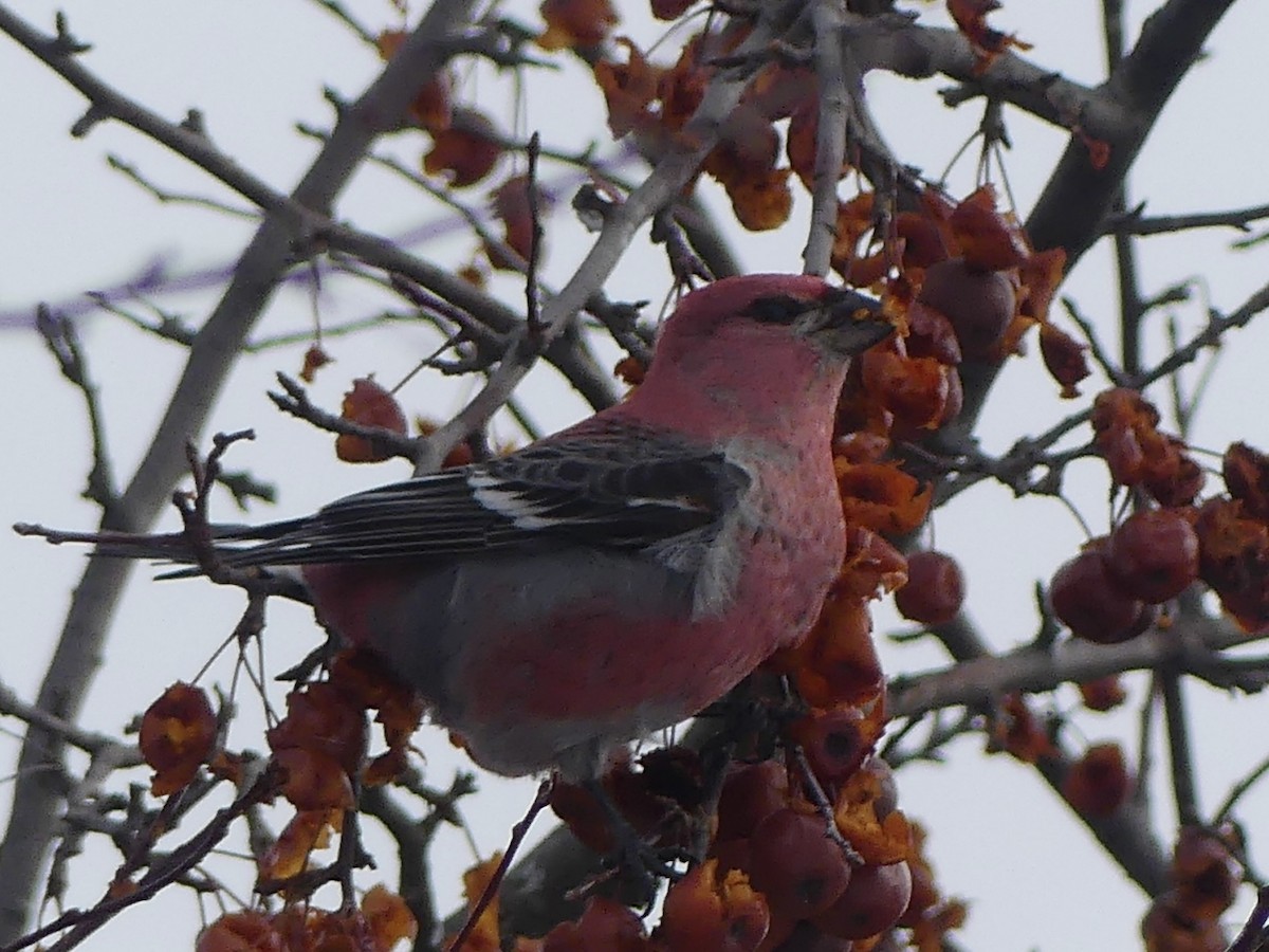 ギンザンマシコ - ML646766848