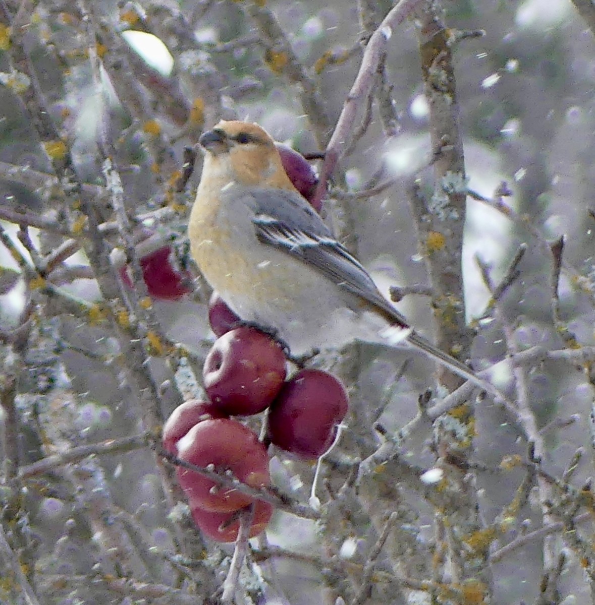 ギンザンマシコ - ML646766849