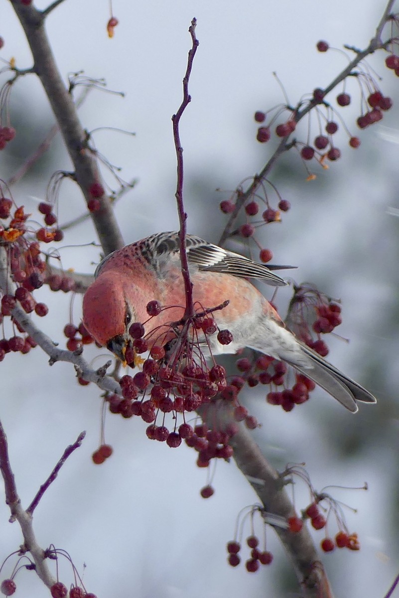 ギンザンマシコ - ML646766850