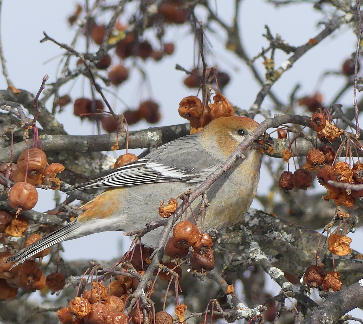 ギンザンマシコ - ML646766851