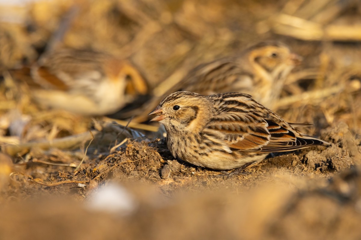 Lapland Longspur - ML646766853