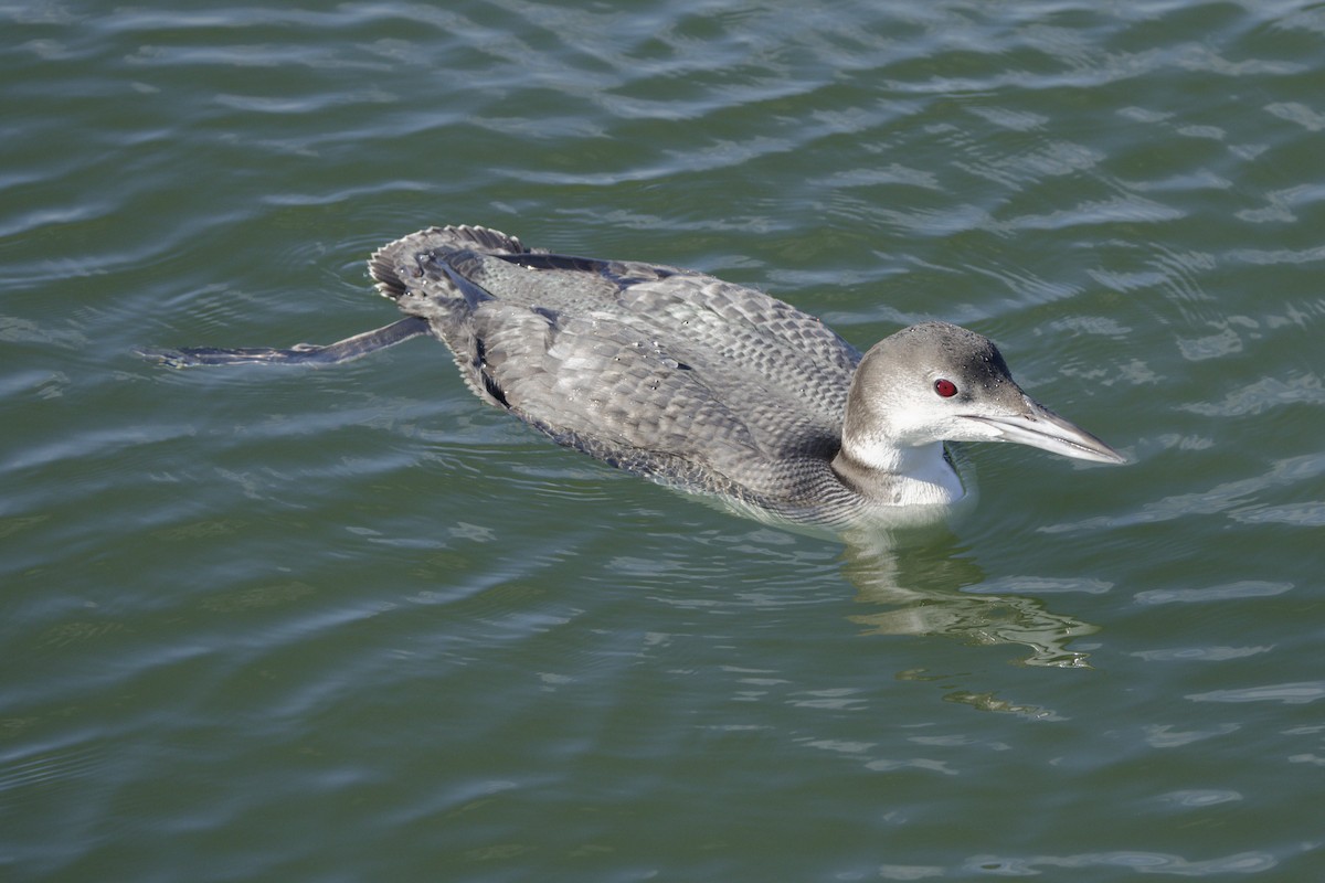 Common Loon - ML646766854
