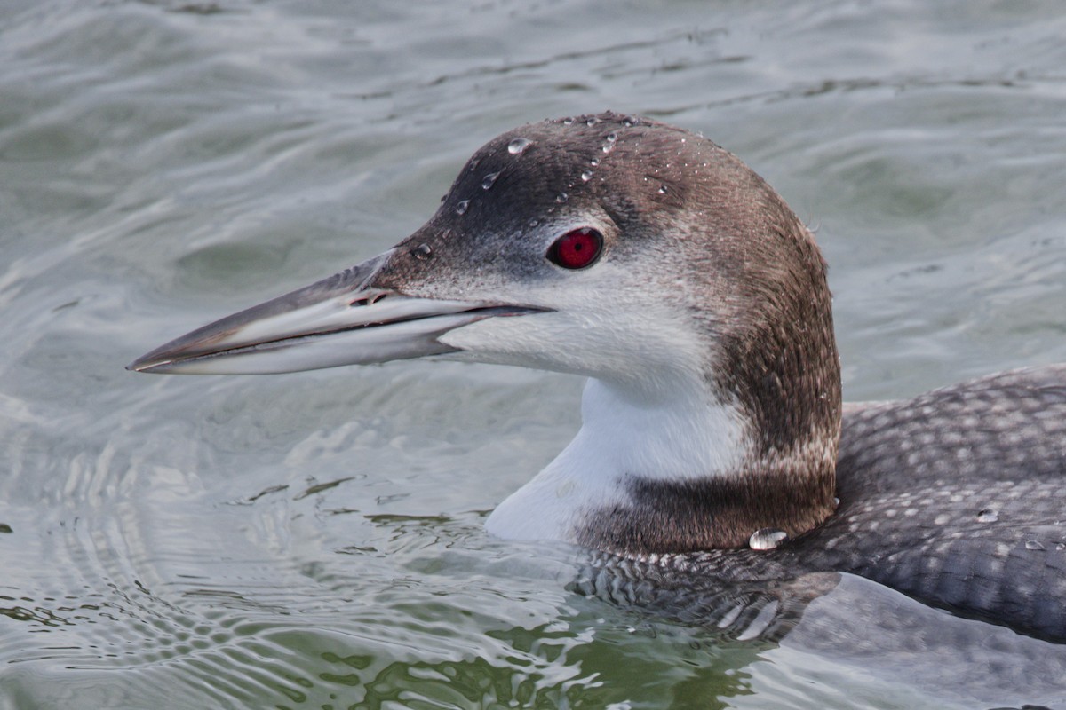 Common Loon - ML646766855