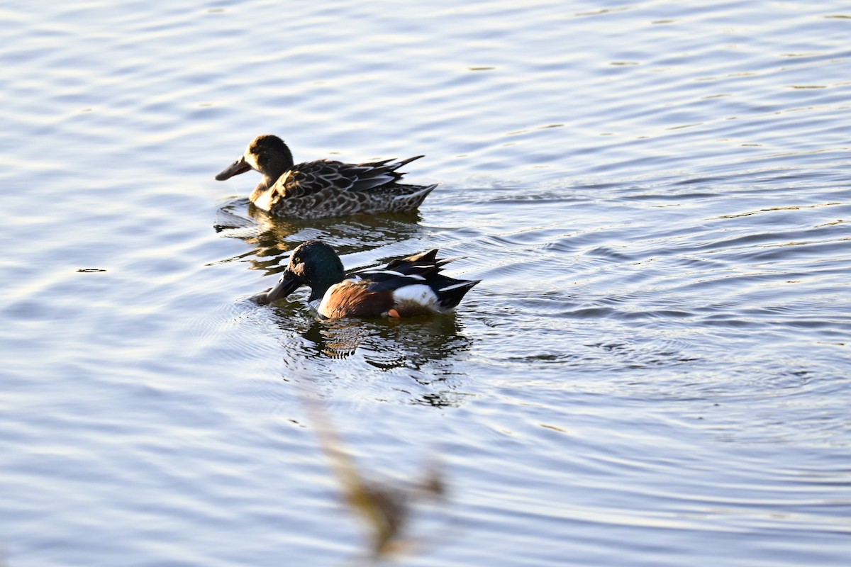 skjeand - ML646766859