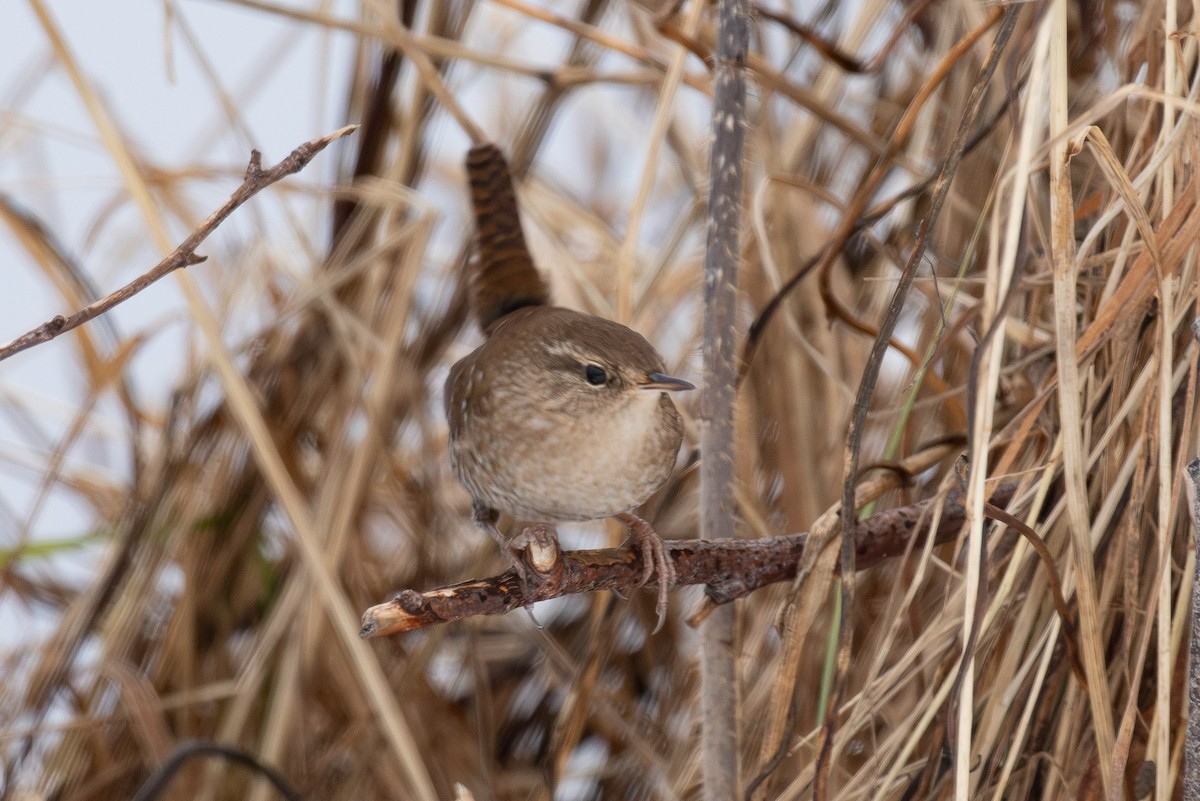 Winter Wren - ML646766861