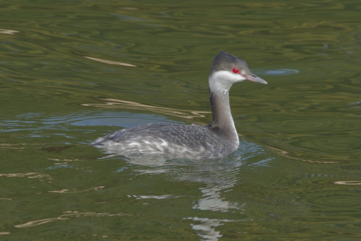 Horned Grebe - ML646766863