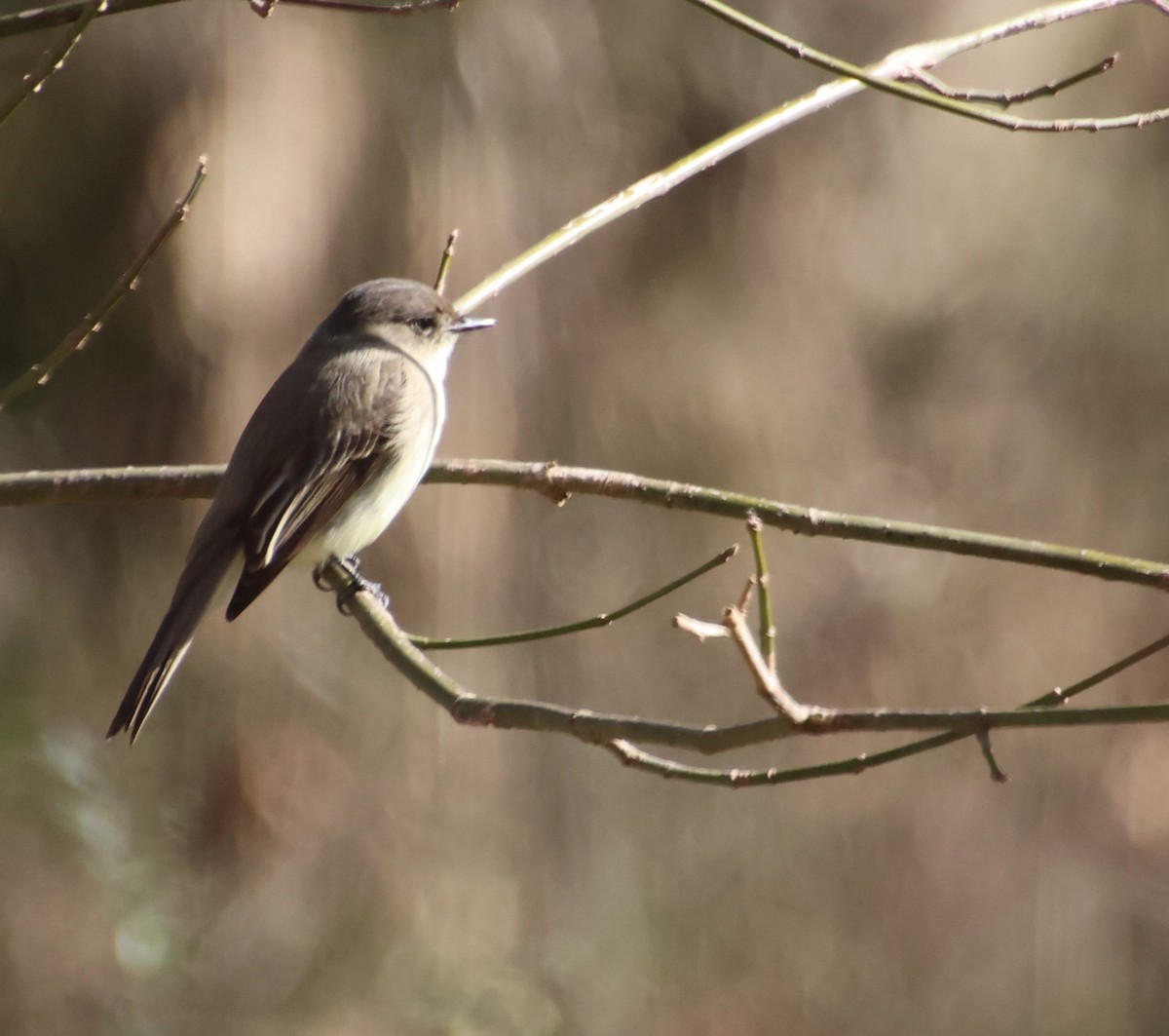 פיבי מזרחית - ML646766864