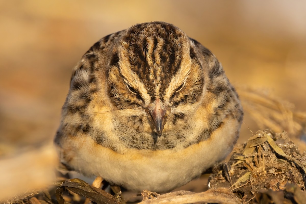 Lapland Longspur - ML646766865