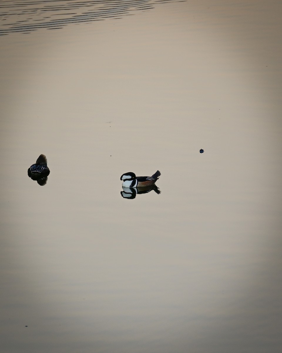 hjelmfiskand - ML646766869