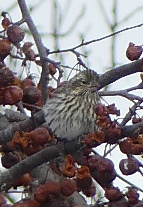 Cassingimpel - ML646766870