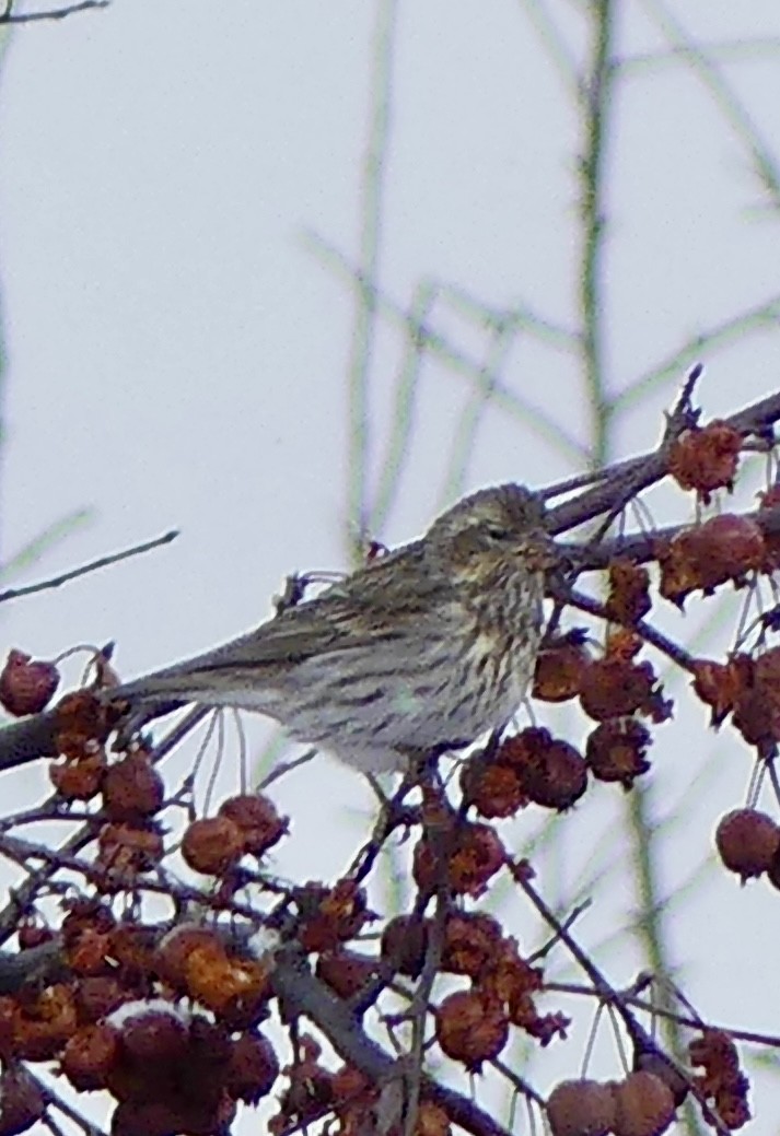 Cassingimpel - ML646766871