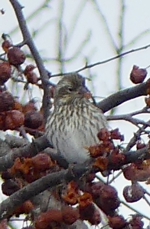 Cassingimpel - ML646766872