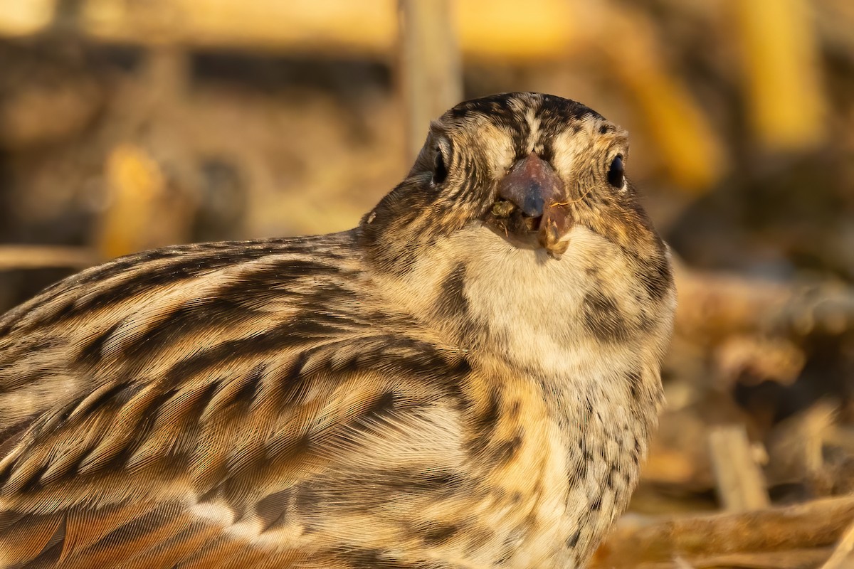 Lapland Longspur - ML646766876