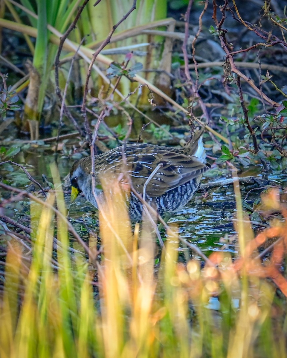 maskerikse - ML646766877