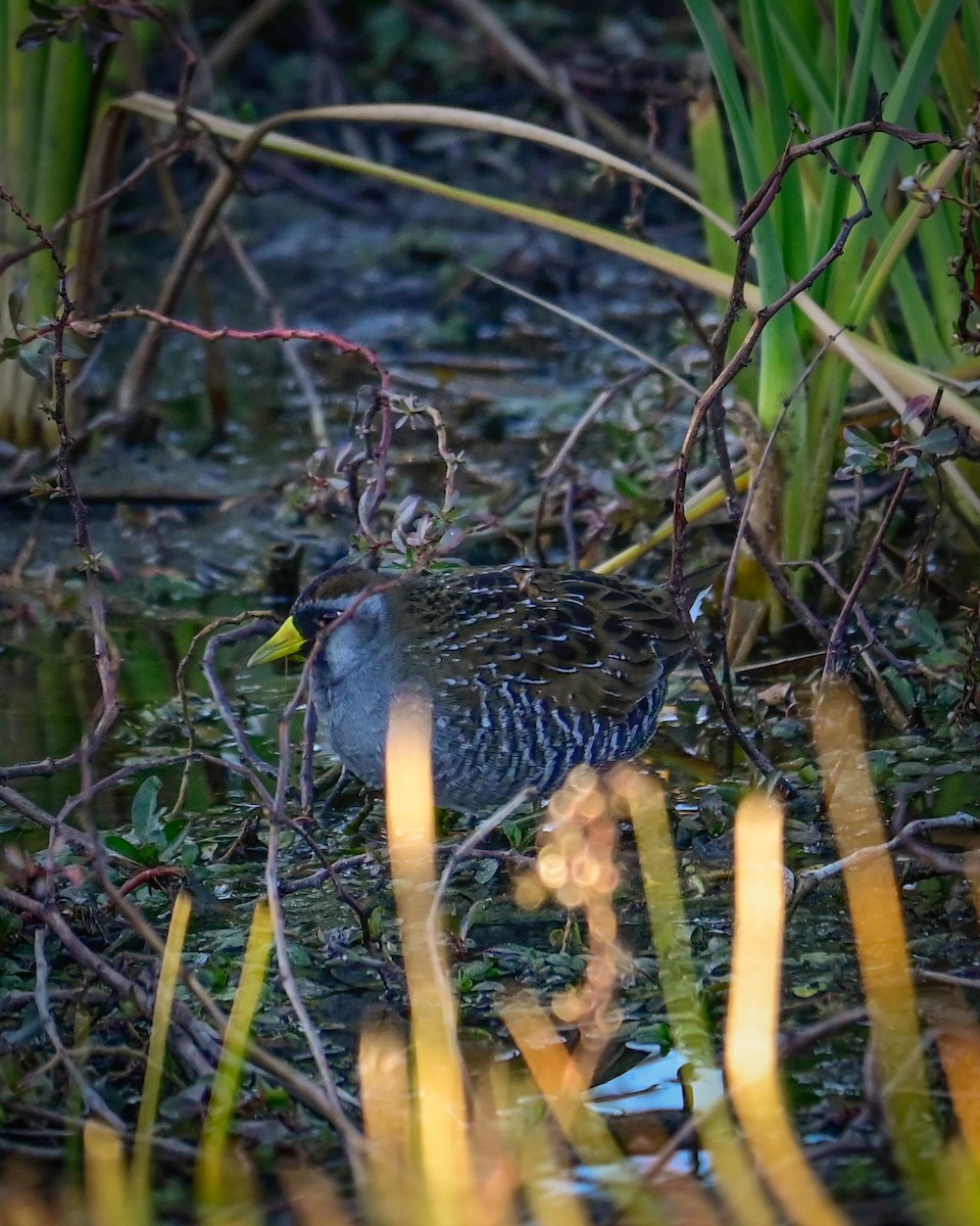 maskerikse - ML646766878