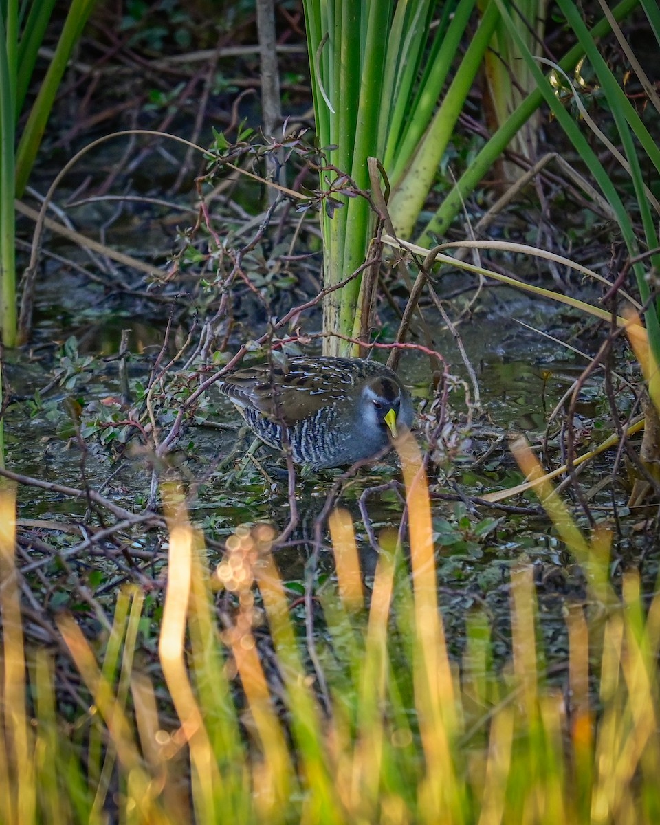 maskerikse - ML646766879