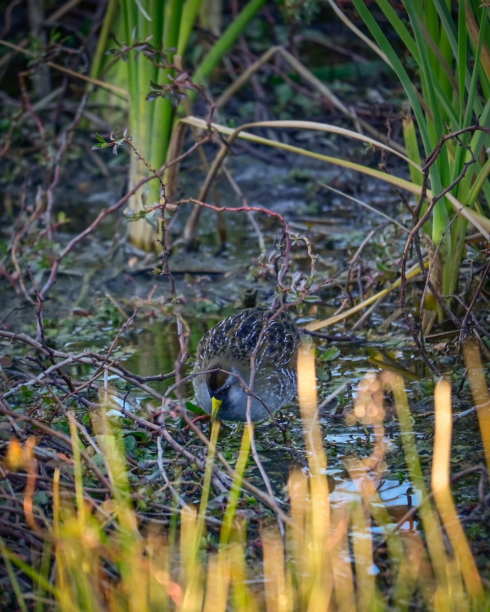 maskerikse - ML646766880