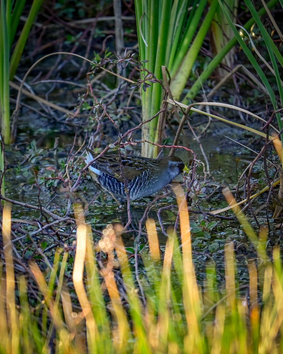 maskerikse - ML646766881