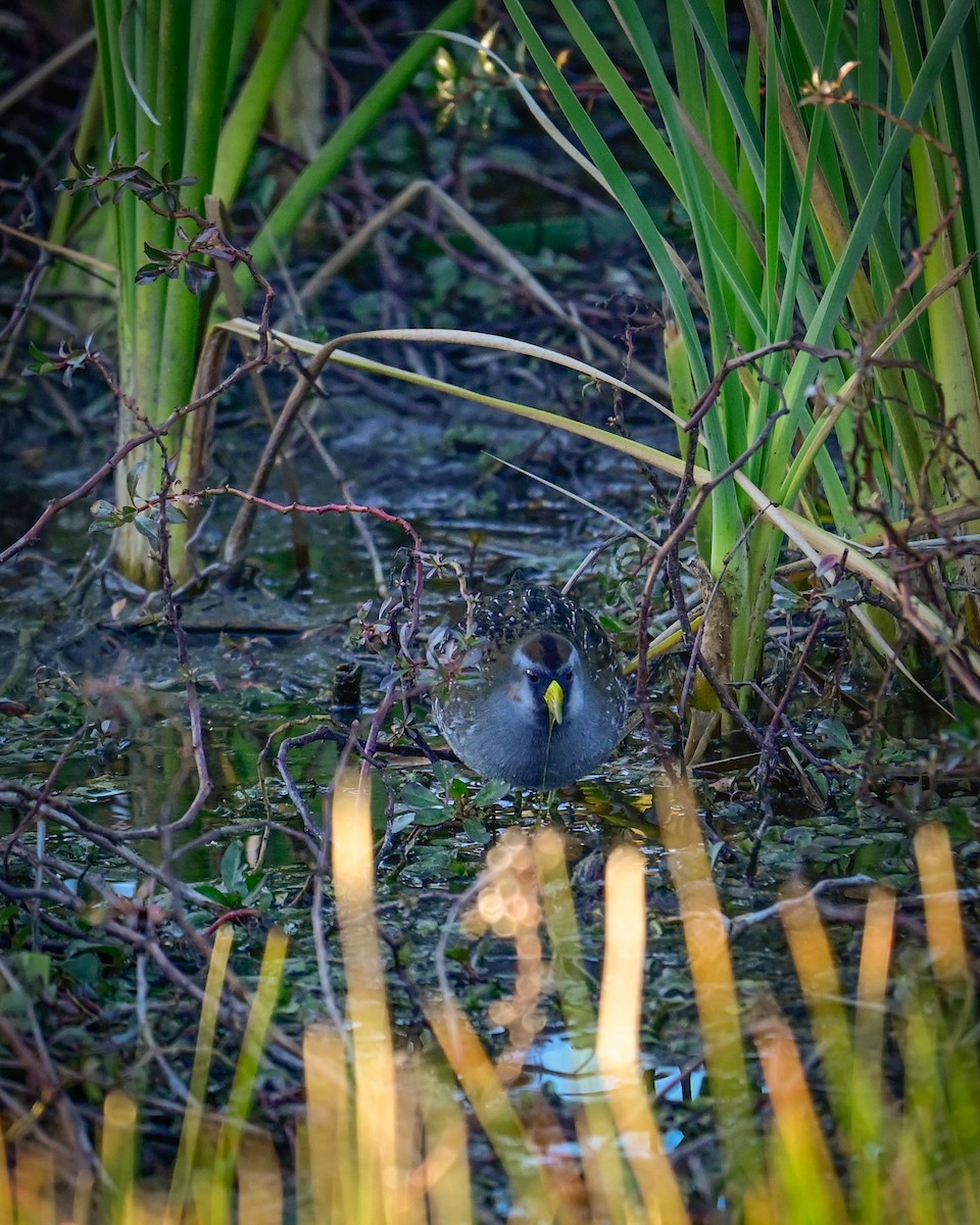 maskerikse - ML646766882