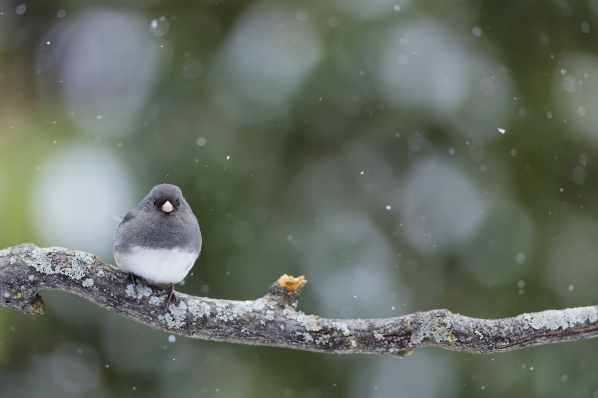 Dark-eyed Junco - ML646766885