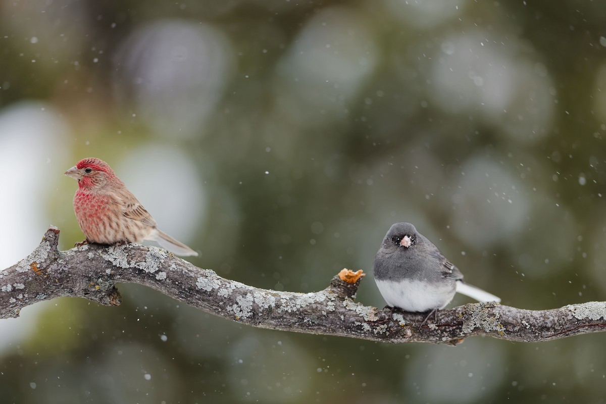 Dark-eyed Junco - ML646766886