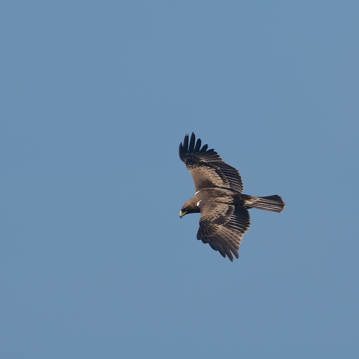 Booted Eagle - ML646766887
