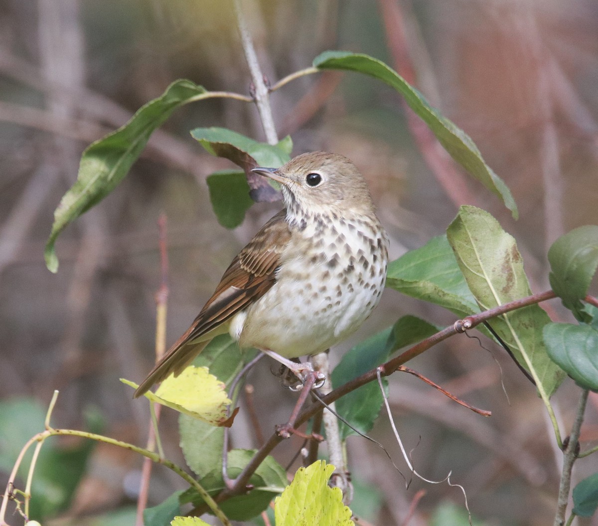 Grive solitaire - ML646766888