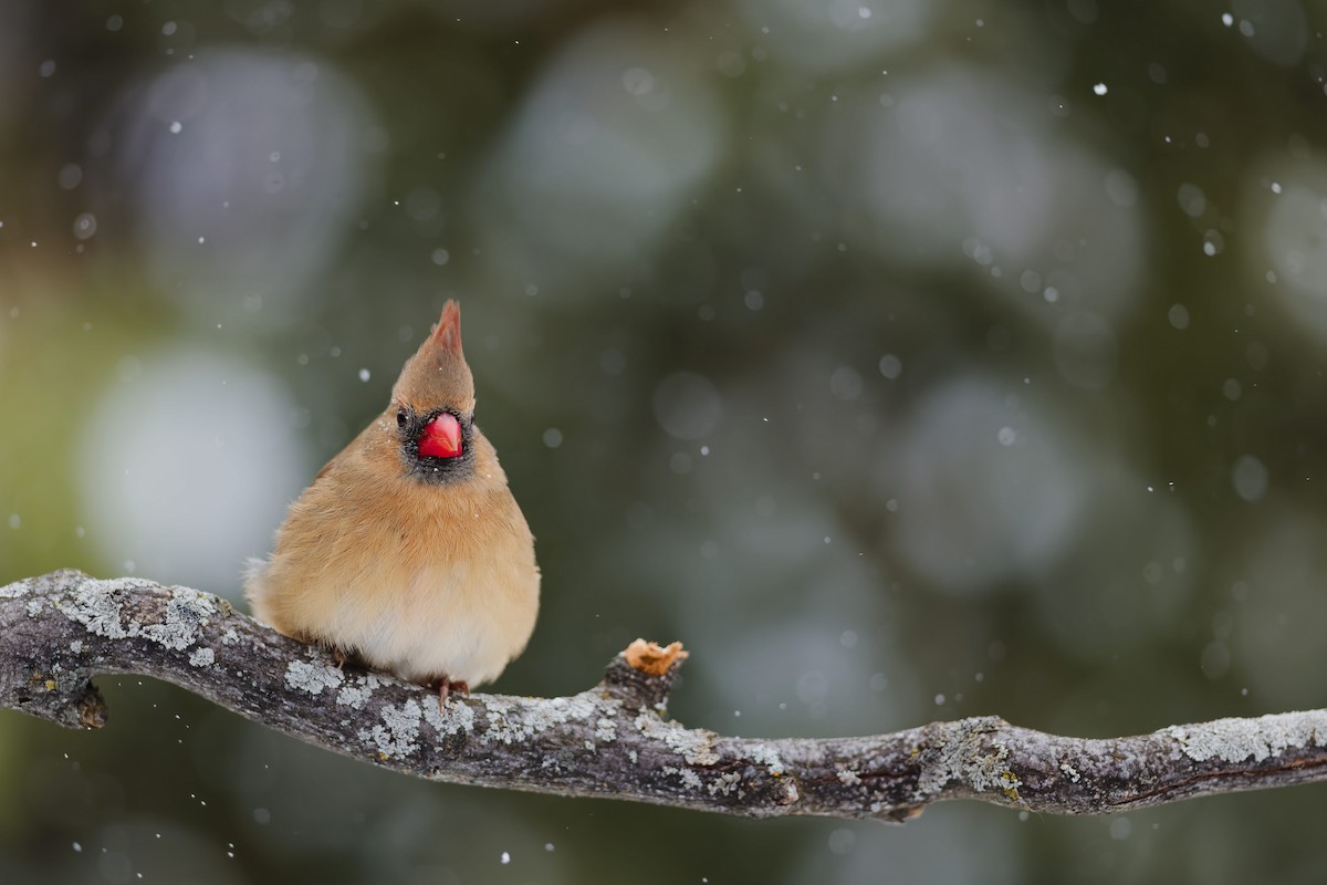 Northern Cardinal - ML646766889