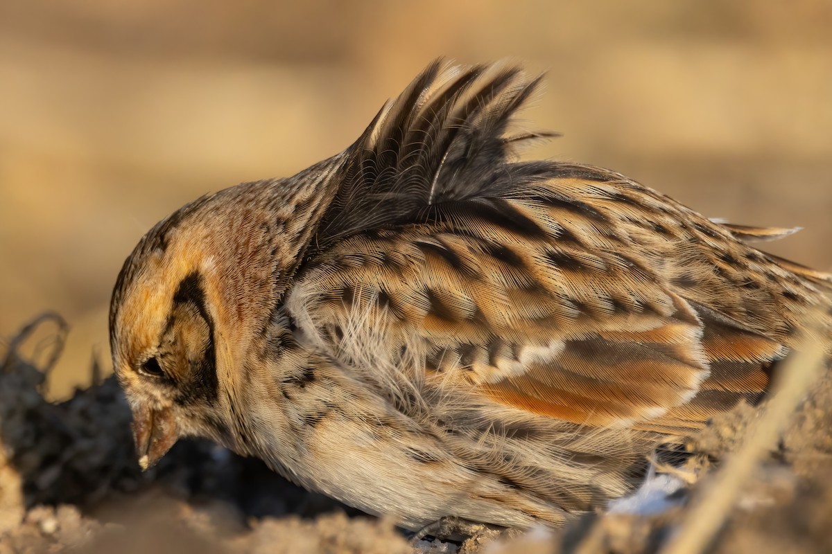 Lapland Longspur - ML646766891