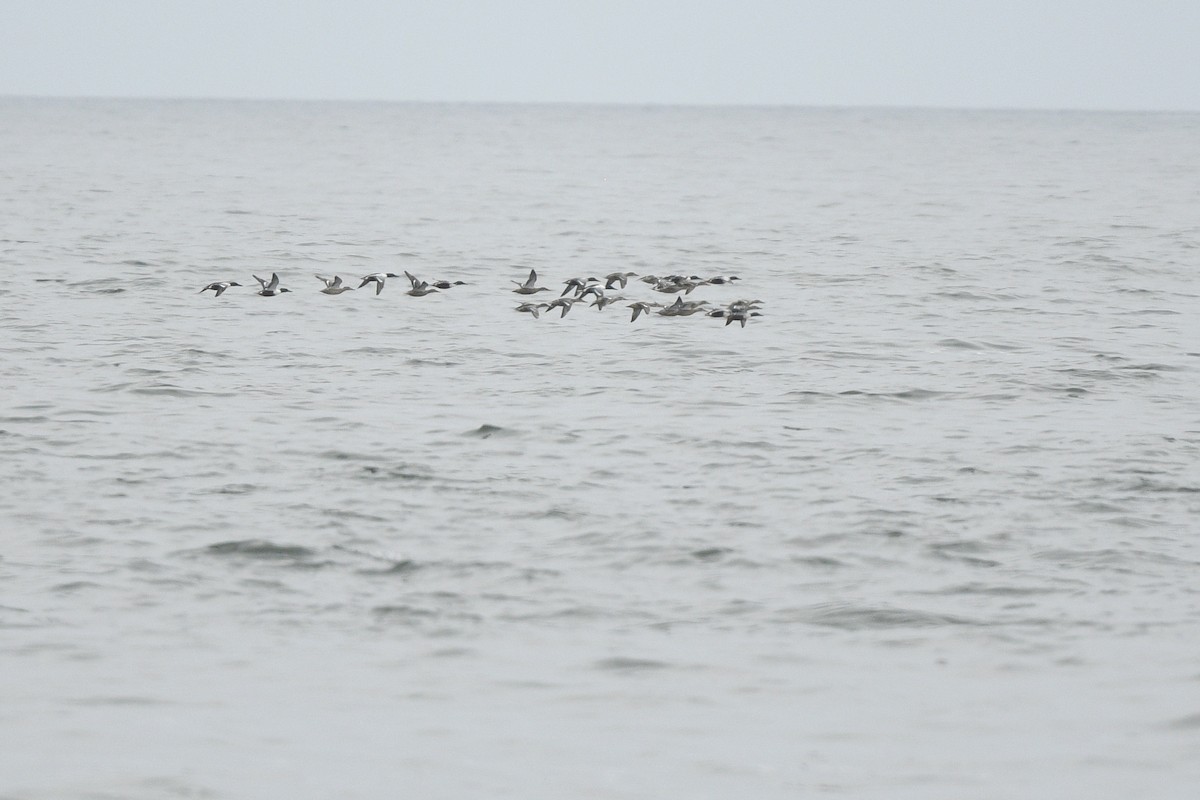 Northern Shoveler - ML646766892