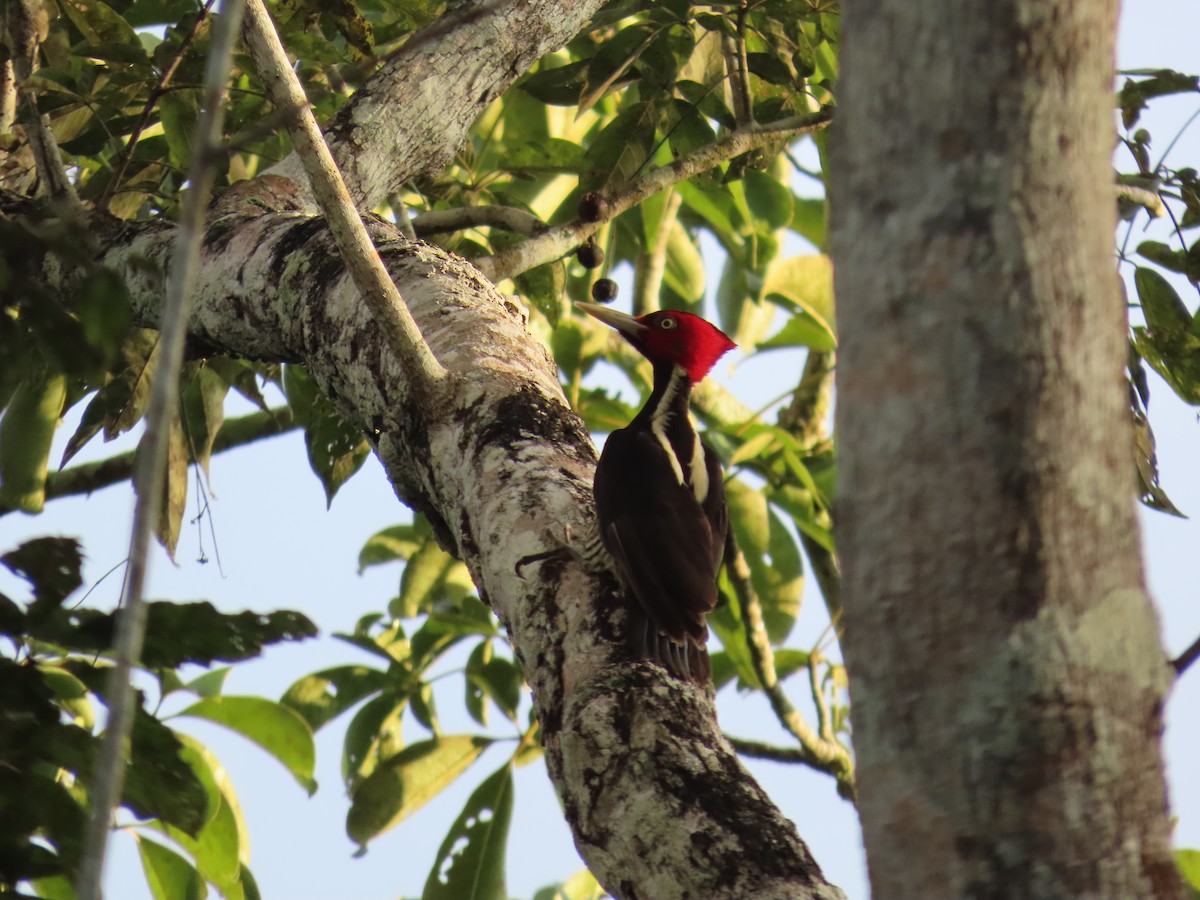 Pale-billed Woodpecker - ML646766893