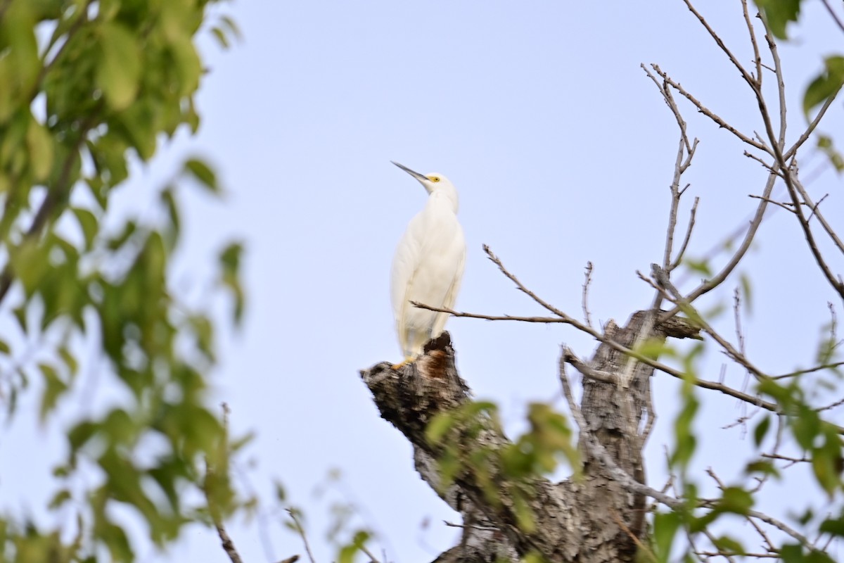 snøhegre - ML646766894