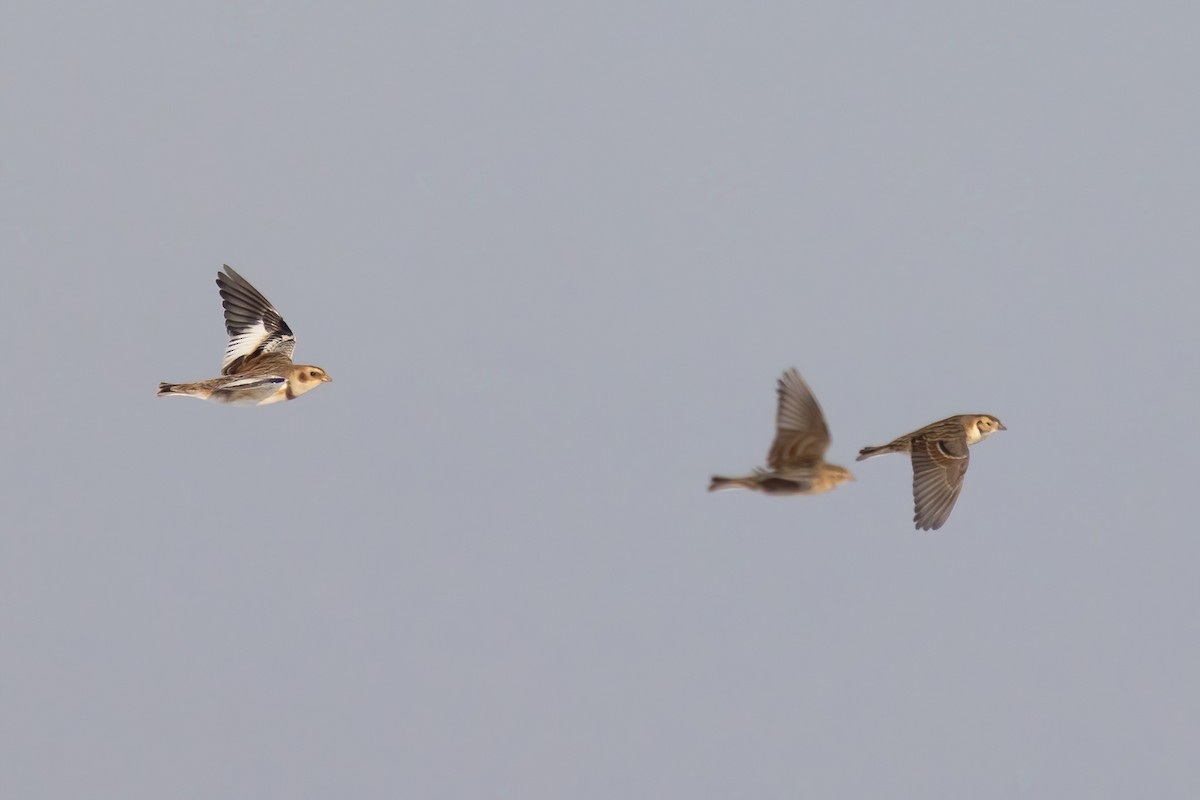 Snow Bunting - ML646766895