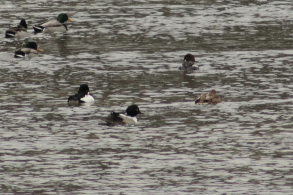 雑種 ホオジロガモ ｘ オウギアイサ - ML646766896