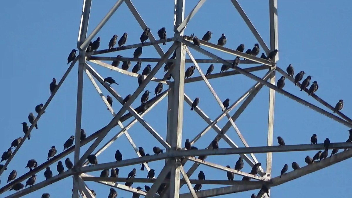 Red-winged Blackbird - ML646766897