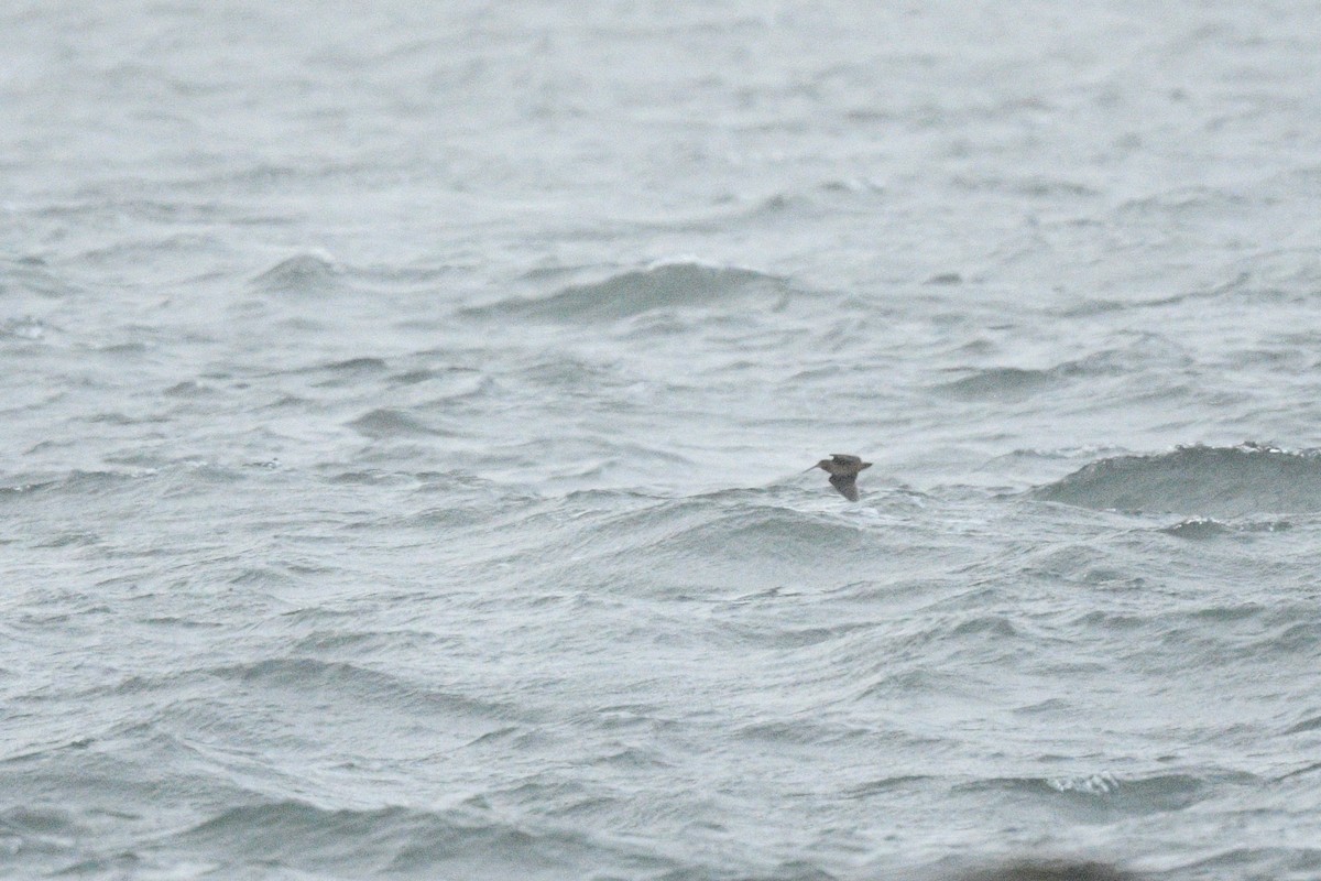 American Woodcock - ML646766900