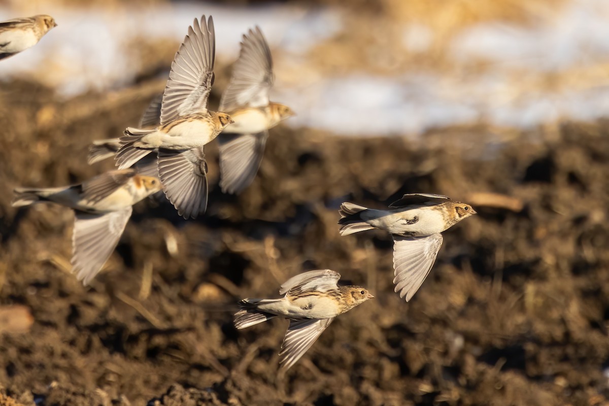 Lapland Longspur - ML646766901