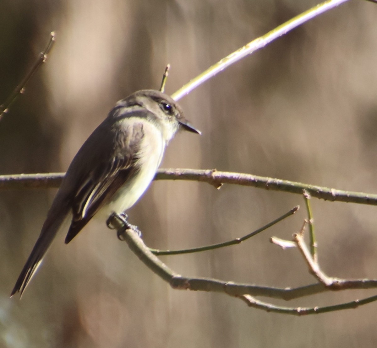 פיבי מזרחית - ML646766902