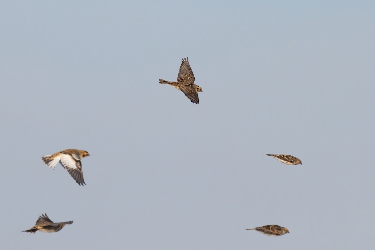 Lapland Longspur - ML646766903