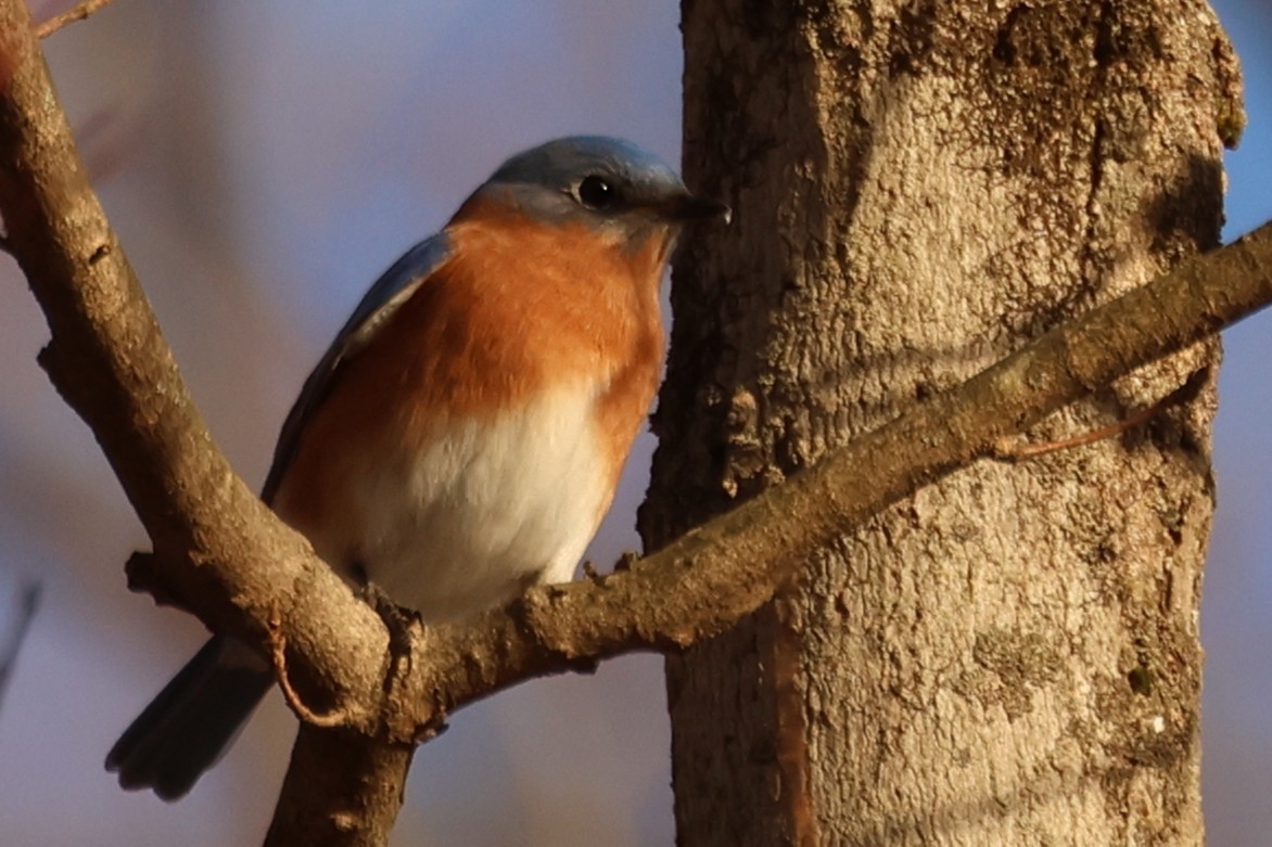 Eastern Bluebird - ML646766904