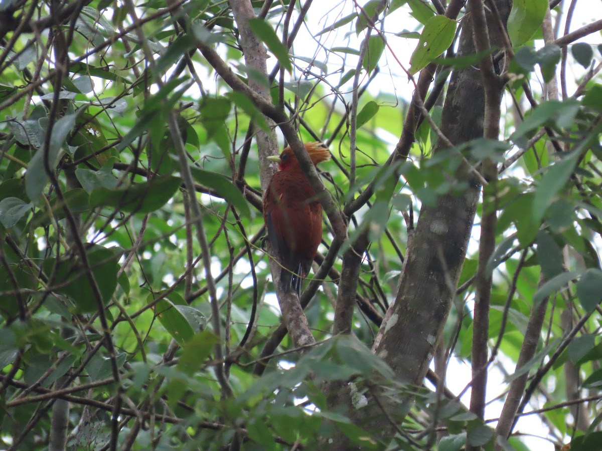 Chestnut-colored Woodpecker - ML646766905