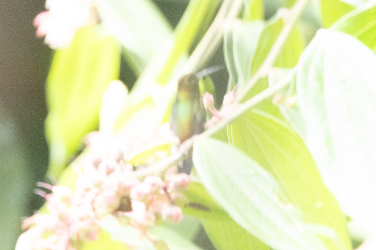 Bakır Rengi Pufayak - ML646766906