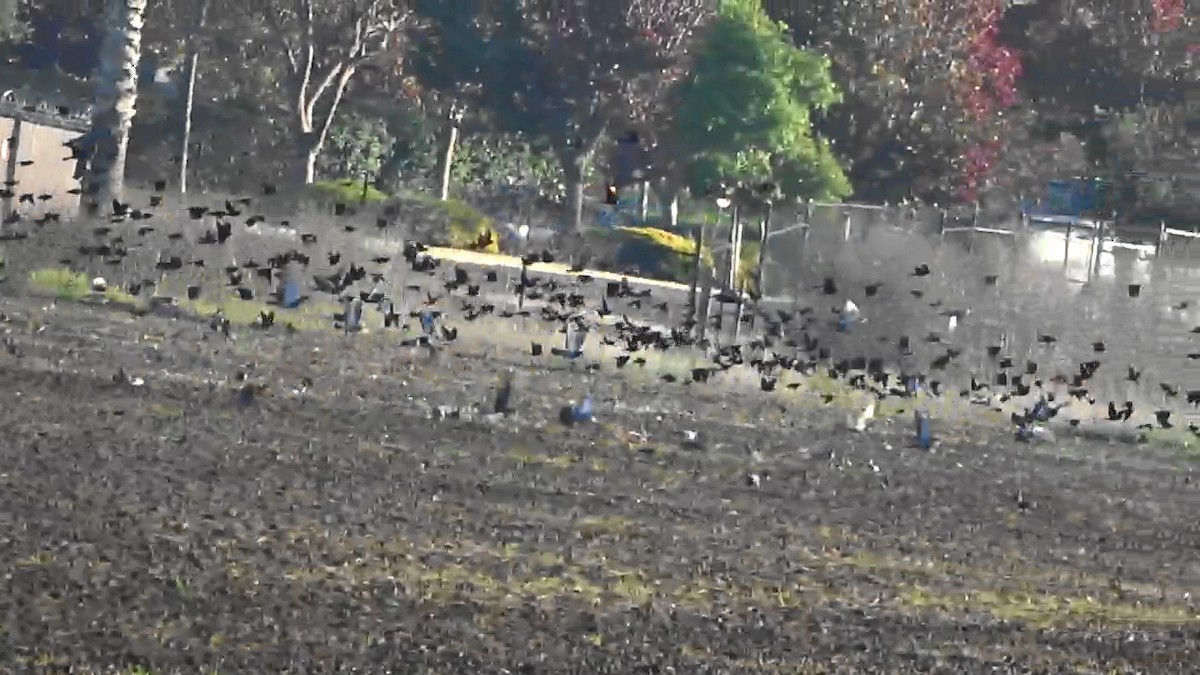 Rock Pigeon (Feral Pigeon) - ML646766907