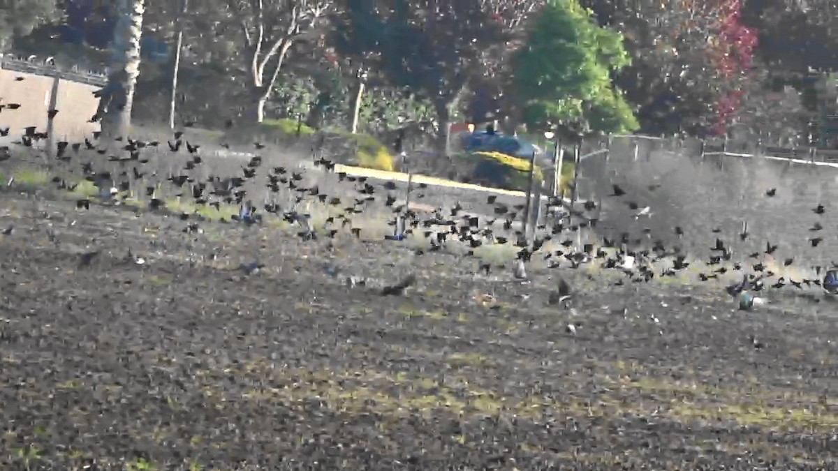 Rock Pigeon (Feral Pigeon) - ML646766908