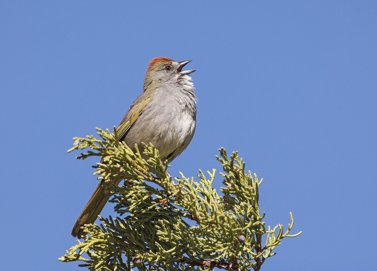 ミドリトウヒチョウ - ML646766909