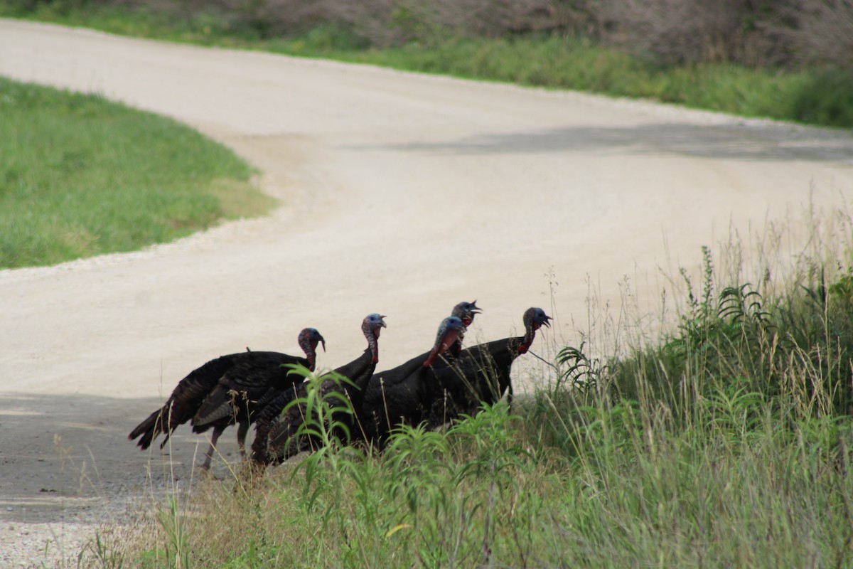 Wild Turkey - ML646766911